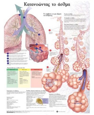 Ανατομικός Χάρτης: Κατανοώντας το Άσθμα