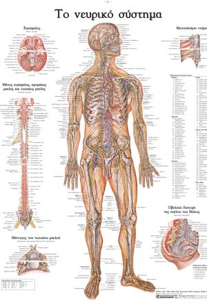 Ανατομικός χάρτης: Το νευρικό σύστημα
