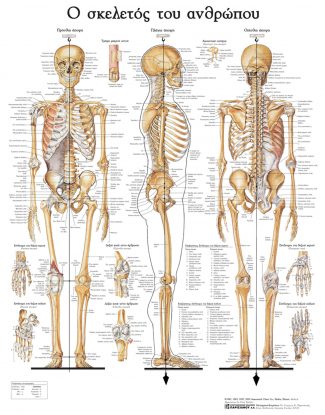 Ανατομικός χάρτης: ο σκελετός του ανθρώπου