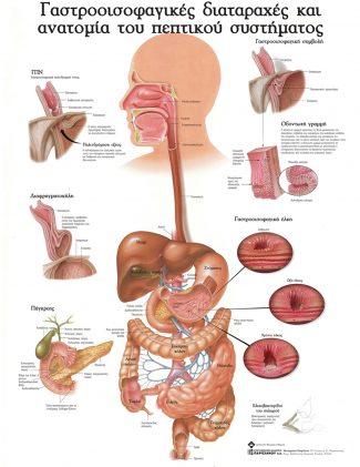 Ανατομικός χάρτης: οισοφαγικές διαταραχές και ανατομία του πεπτικού συστήματος